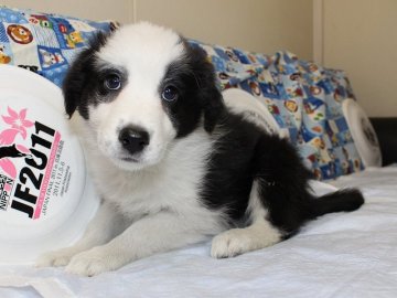 ボーダーコリー【愛知県・女の子・2015年10月5日・ブラック&ホワイト】の写真「ボーダーコリー専門犬舎発。健康状態に自信があります」