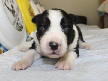 ボーダーコリー【愛知県・女の子・2015年9月27日・ブラック&ホワイト】の写真「ボーダーコリー専門犬舎発。健康状態に自信があります」