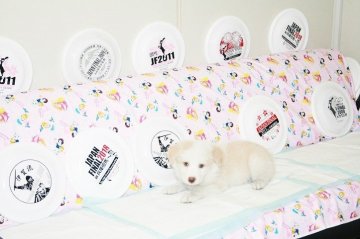 ボーダーコリー【愛知県・男の子・2019年7月15日・ウィートン&ホワイト】の写真「ボーダーコリー専門発、技能力、健康に自信が有り。」