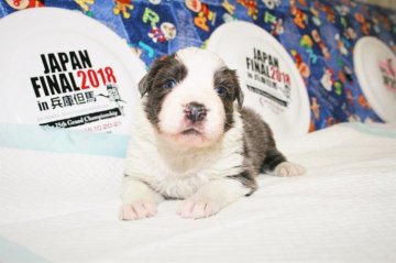 ボーダーコリー【愛知県・男の子・2019年3月30日・ブルー&ホワイト=カフェオーレ&ホワイト】の写真「ボーダーコリー専門発、技能力、健康に自信が有り。」