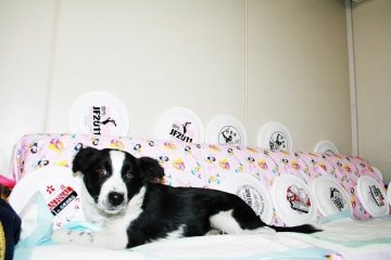 ボーダーコリー【愛知県・男の子・2018年9月1日・ブラック&ホワイト】の写真「ボーダーコリー専門発、技能力、健康に自信が有り。」