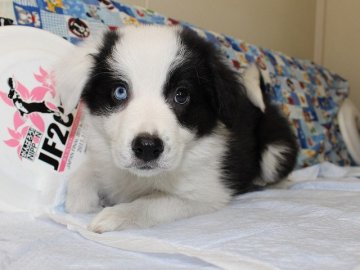 ボーダーコリー【愛知県・男の子・2015年10月5日・ブラック&ホワイト】の写真「ボーダーコリー専門犬舎発。健康状態に自信があります」