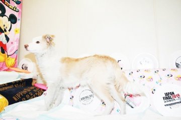 ボーダーコリー【愛知県・男の子・2018年9月10日・ウィートン&ホワイト】の写真「ボーダーコリー専門発、技能力、健康に自信が有り。」