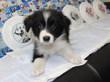 ボーダーコリー【愛知県・男の子・2015年8月14日・ブラック&ホワイト】の写真「ボーダーコリー専門犬舎発。健康状態に自信があります」