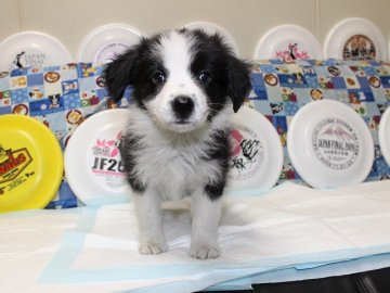 ボーダーコリー【愛知県・女の子・2014年10月25日・ブラック&ホワイト】の写真「大変かわいらしい女の子です。」