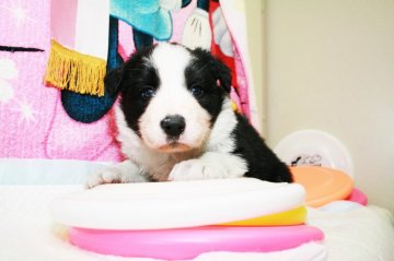 ボーダーコリー【愛知県・男の子・2019年11月4日・ブラック&ホワイト】の写真「ボーダーコリー専門発、技能力、健康に自信が有り。」