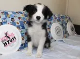 ボーダーコリー【愛知県・女の子・2015年9月27日・ブラック&ホワイト】の写真1「すぐにお渡し可能です。」