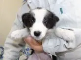 ボーダーコリー【愛知県・女の子・2015年9月27日・ブラック&ホワイト】の写真4「すぐにお渡し可能です。」