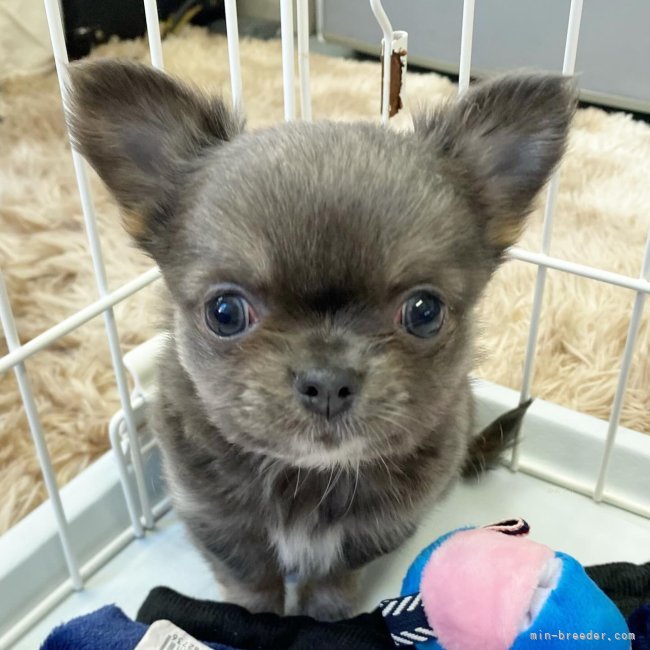 ブルー色の仔犬｜山崎　明子(やまさき　あきこ)ブリーダー(三重県・チワワ(ロング)など・JKC登録)の紹介写真9