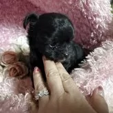 チワプー(チワワ×トイプードル)【三重県・女の子・2025年10月2日・ブラック&ホワイト】の写真6