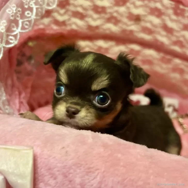 ID：2501-06911の子犬