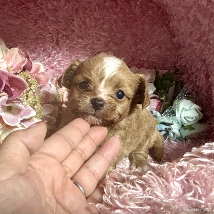 ブリーダー画像