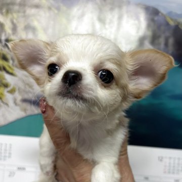 チワワ(ロング)【三重県・男の子・2025年10月3日・クリーム&ホワイト】の写真「とっても可愛いチワワくん」