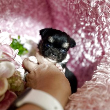 チワワ(ロング)【三重県・女の子・2025年6月19日・ブラックタンホワイト】の写真「とってもかわいいチワワちゃん」