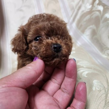 トイプードル(トイ)【三重県・女の子・2025年10月3日・レッド】の写真「とっても可愛いトイプーです。生後37日で471g」