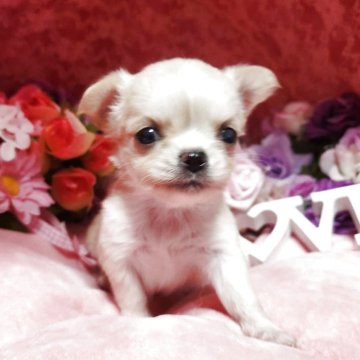 チワワ(ロング)【三重県・女の子・2025年4月9日・クリームホワイト】の写真「とってもかわいいです」