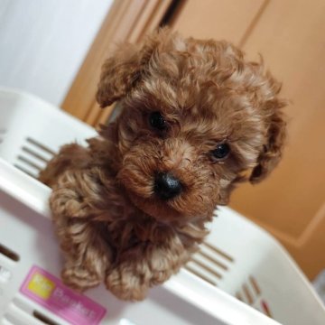 トイプードル(トイ)【三重県・男の子・2025年10月3日・レッド】の写真「とっても可愛いトイプーです。生後47日体重459g」