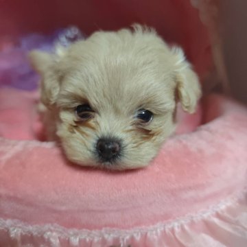 ミックス(トイプードル×ミックス)【三重県・女の子・2025年7月30日・クリーム】の写真「とってもかわいいです」