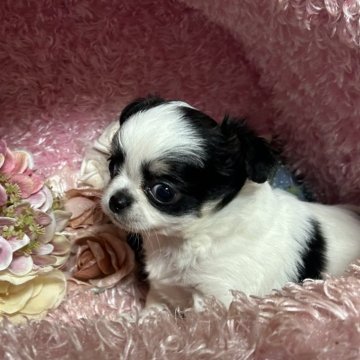 チワワ(ロング)【三重県・男の子・2025年8月2日・ホワイト&ブラックタン】の写真「9月27日までの募集ですとってもかわいいチワワくん」