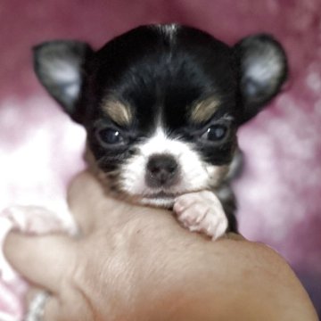 チワワ(ロング)【三重県・男の子・2025年6月19日・ブラックタンホワイト】の写真「とってもかわいいチワワくん」