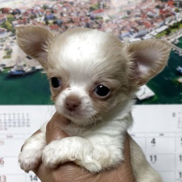 チワワ(ロング)【三重県・女の子・2025年6月28日・クリームホワイト】の写真「とってもかわいいチワワちゃん」