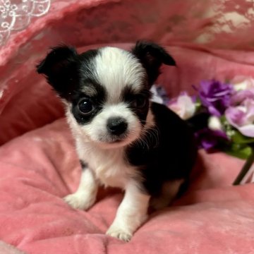 チワワ(ロング)【三重県・男の子・2025年10月3日・ブラックタンホワイト】の写真「とっても可愛いチワワくん」