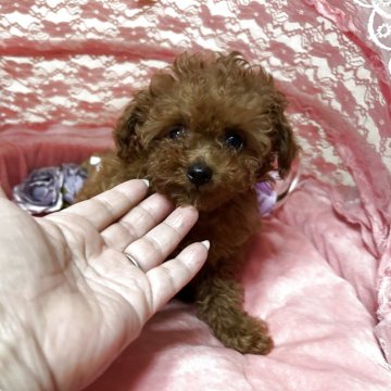 トイプードル(タイニー)【三重県・女の子・2025年1月11日・レッド】の写真「小さいトイプードルの女の子」