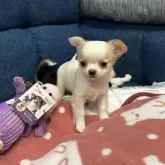 チワワ(ロング)