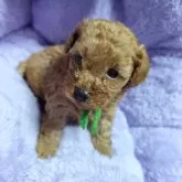 トイプードル(トイ)