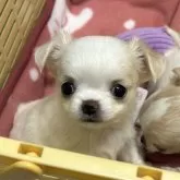 チワワ(ロング)【三重県・女の子・2025年10月3日・ホワイト&クリーム】の写真1