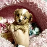 チワプー(チワワ×トイプードル)【三重県・男の子・2025年10月2日・ブラック&ホワイト】の写真3