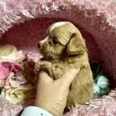 チワプー(チワワ×トイプードル)【三重県・男の子・2025年10月2日・ブラック&ホワイト】の写真4