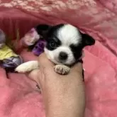 チワワ(ロング)【三重県・男の子・2025年10月3日・ブラックタンホワイト】の写真12