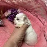 チワワ(ロング)【三重県・女の子・2025年10月3日・ホワイト&クリーム】の写真7