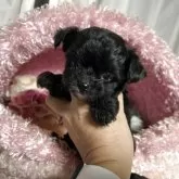 チワプー(チワワ×トイプードル)【三重県・女の子・2025年10月2日・ブラック&ホワイト】の写真4