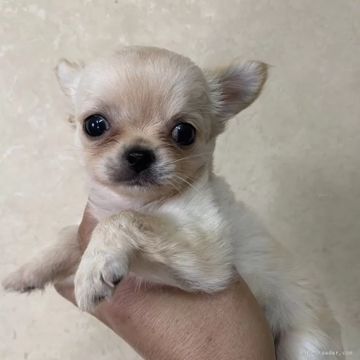 ID：2407-08225の子犬