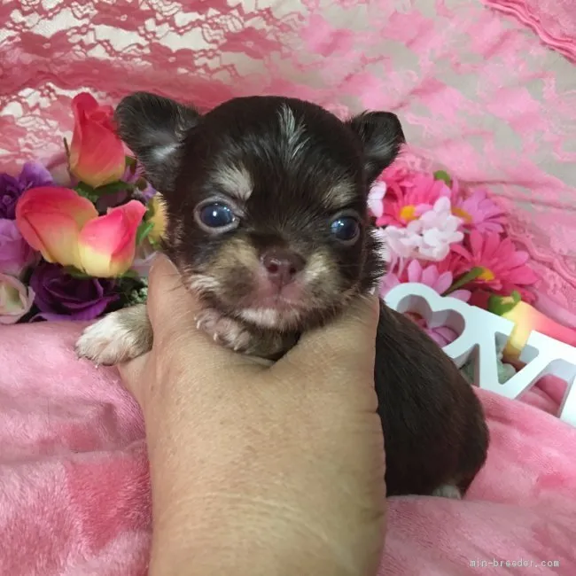 ID：1907-01512の子犬