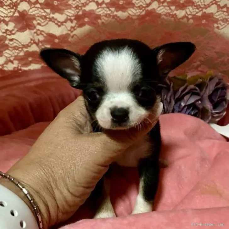 ID：2310-02167の子犬