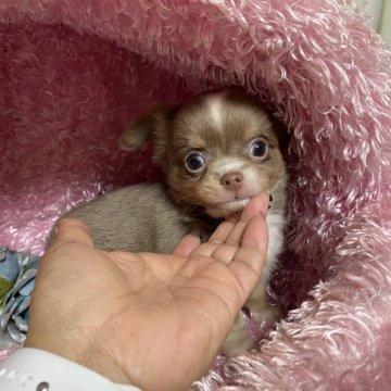 チワワ(ロング)【三重県・男の子・2024年6月17日・イザベラタンホワイト】の写真「とても可愛いチワワです。」