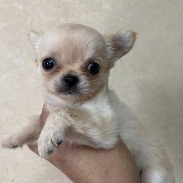 チワワ(ロング)【三重県・女の子・2024年6月22日・クリーム】の写真「とても可愛いチワワです。」