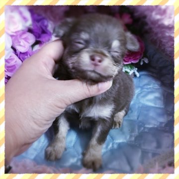 チワワ(ロング)【三重県・男の子・2016年6月1日・チョコレート&タン】の写真「これからドンドン可愛くなります！チワワくん」