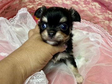 チワワ(ロング)【三重県・女の子・2021年6月9日・ブラックタン】の写真「とても可愛いチワワです。」