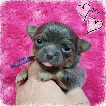 チワワ(ロング)【三重県・女の子・2018年1月20日・ブルータン】の写真「とっても可愛いチワワちゃん」