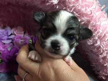 チワワ(ロング)【三重県・男の子・2016年11月3日・レッドホワイト】の写真「とっても可愛いレッドホワイトチワワくん」