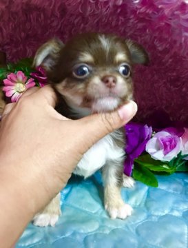 チワワ(ロング)【三重県・男の子・2016年3月12日・チョコレートタン&ホワイト】の写真「綺麗な毛色のイケメンチワワくん(๑•̀ᴗ- )✩」