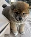 柴犬(標準サイズ)【京都府・女の子・2025年2月1日・赤】の写真12