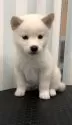 柴犬(標準サイズ)【京都府・男の子・2025年7月31日・白】の写真12