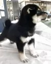 柴犬(標準サイズ)【京都府・男の子・2025年5月24日・黒】の写真12