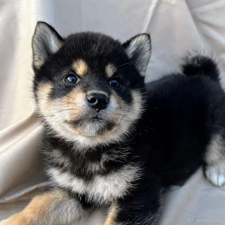 K 様のお迎えした子犬
