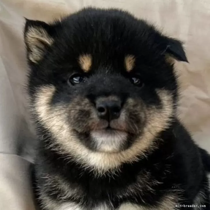 ID:2503-02780の子犬